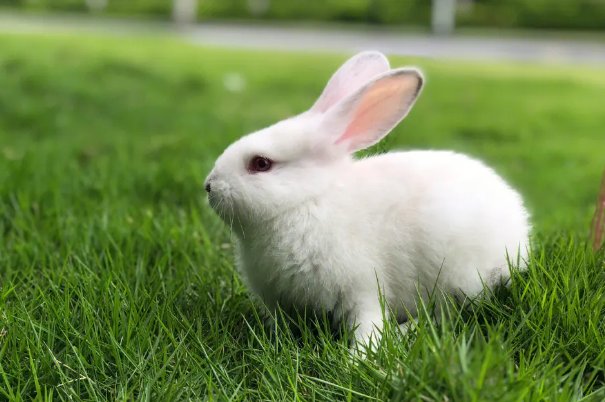 两头担心,是什么生肖