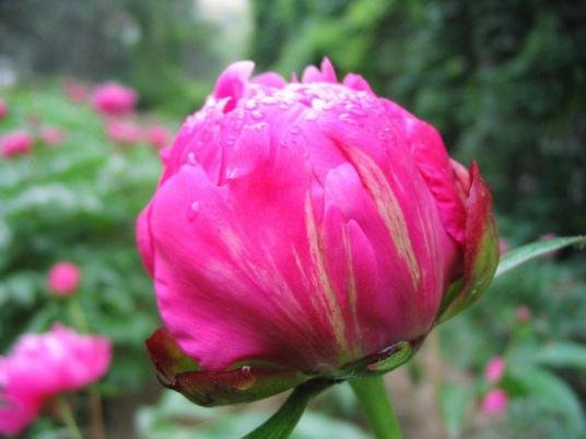 蓓蕾的正确读音是什么?