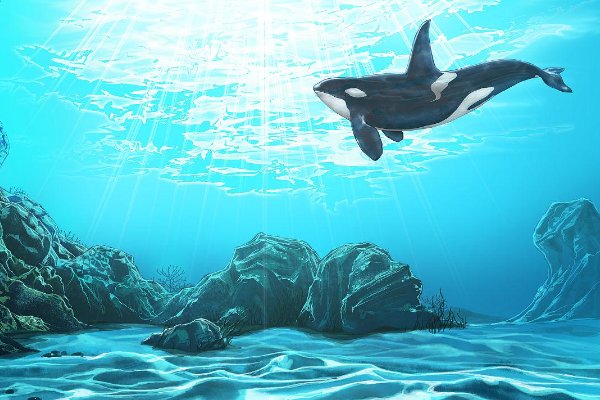 南极有哪十种动物？