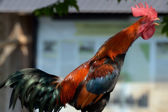 一代英雄猜一生肖