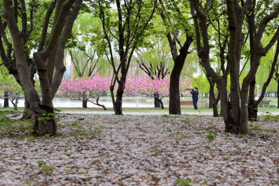 落花时节的意思