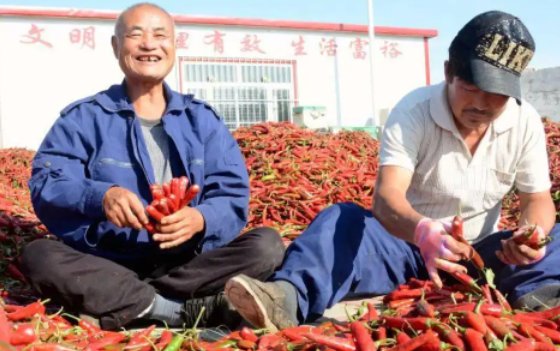 近年来河南省柘城县把什么作为乡村振兴的支柱产业