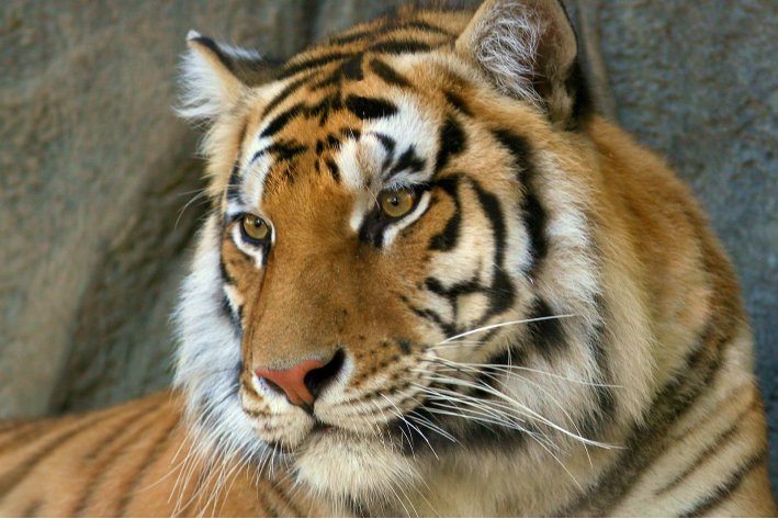 白首无成猜一个生肖