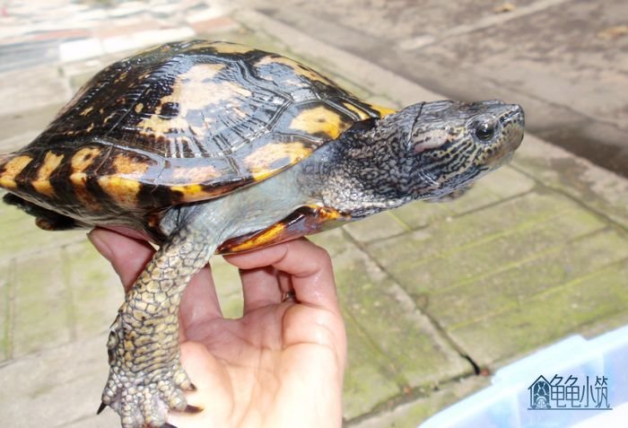 古巴彩龟的特征