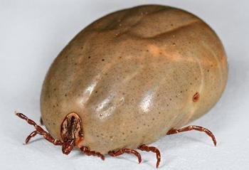 虫搭个卑怎么读