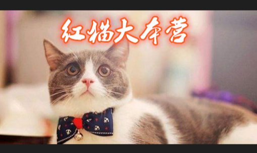 如何进入红猫大本营看小说