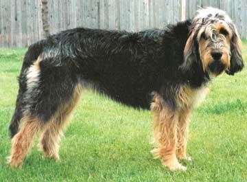 兰伯格獒犬的外形特征