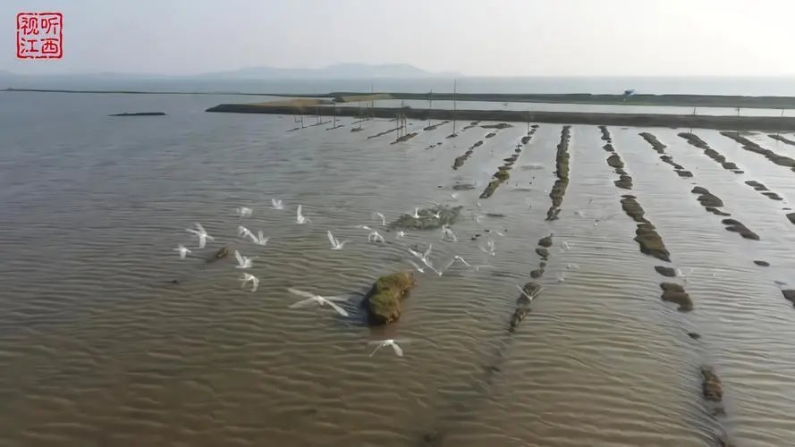 鄱阳湖恢复扩大,太空卫星可见,候鸟们是否可以安全越冬了?