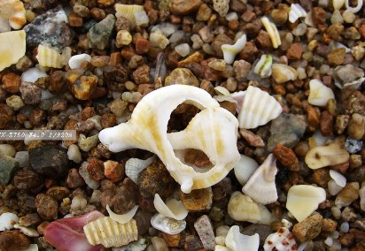 海滩上有什么东西?