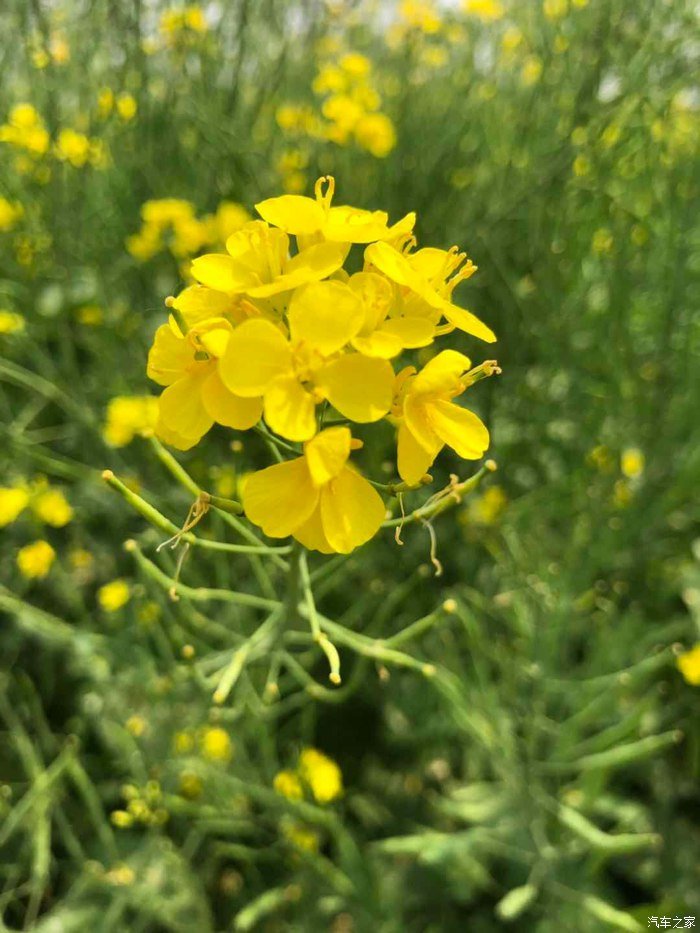 春暖花开、奔你而来、和睿骋CC有个约会！