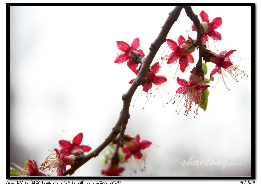 “无何奈何花落去”这句诗的全文是什么？