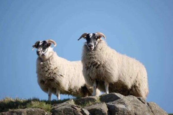 黎民百姓,打一生肖