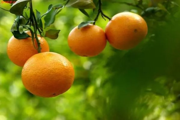 橘子在爱情里代表什么意思