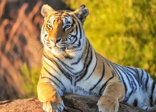 威风八面是指什么生肖