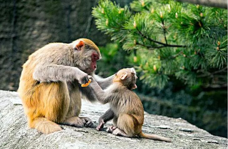 祖宗家法解一生肖