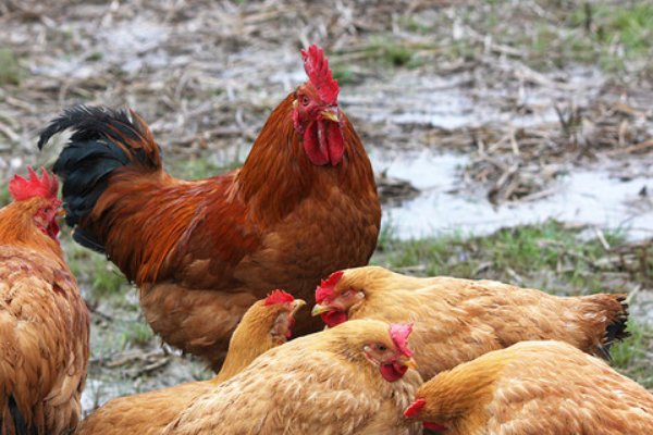 鞭笞天下打一正确生肖