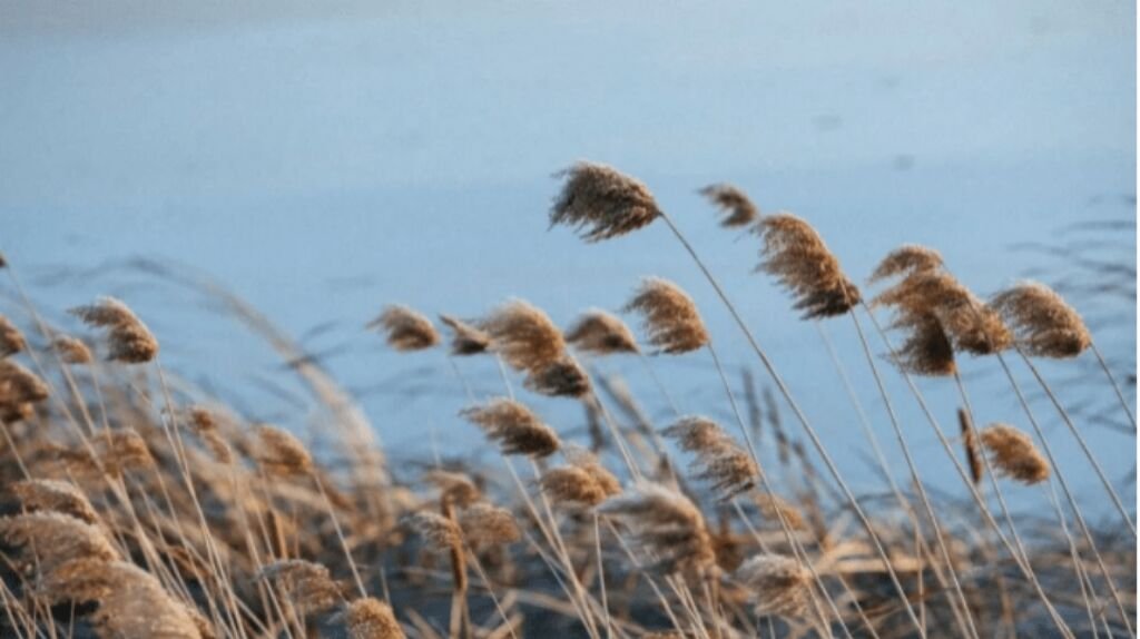 疾风劲草的意思