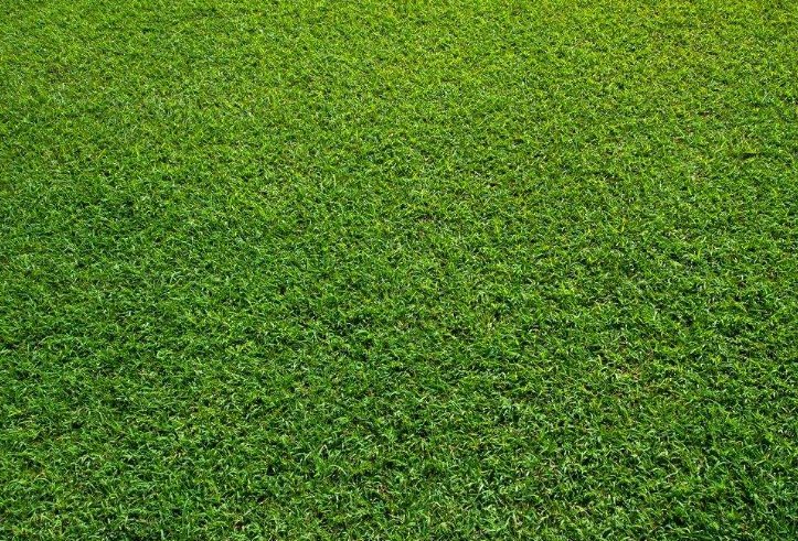 词语又什么又什么的草地