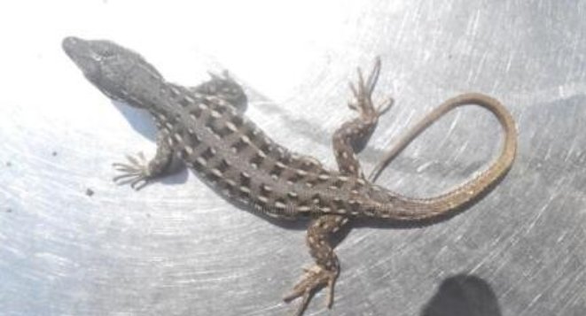 壁虎为什么能在墙壁上爬行？