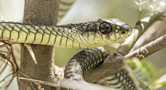 十大最诡异的蛇