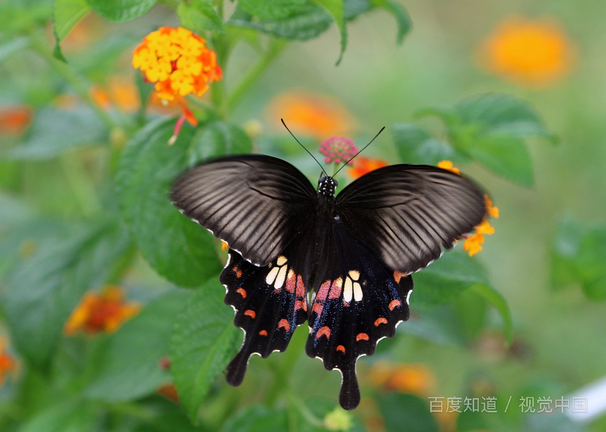 丛中是什么意思？