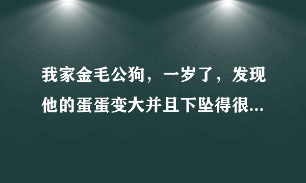 我家金毛公狗，一岁了，发现他的蛋蛋变大并且下坠得很厉害，不知道这种情况是否正常，阉割了还来得及不