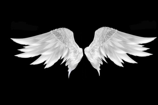 什么的翅膀填空