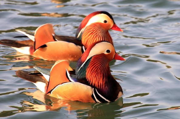 鸳鸯中羽毛鲜艳又华丽的是雄性还是雌性