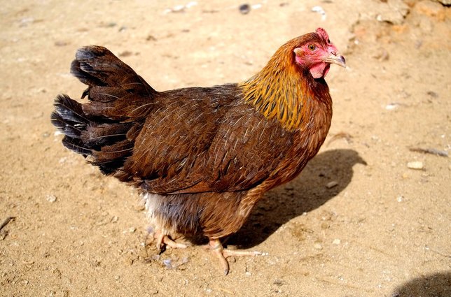 接不上茬比喻什么动物