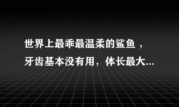 世界上最乖最温柔的鲨鱼 ，牙齿基本没有用，体长最大可达12.274米！