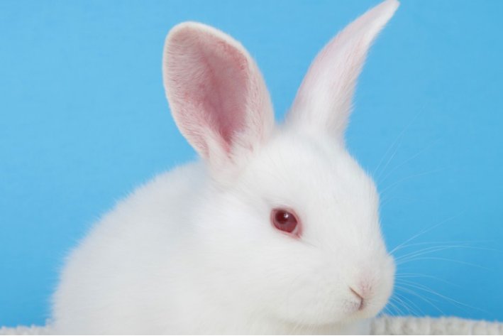 粗俗之辈解一生肖是兔子吗