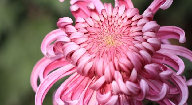 想问一下秋菊对什么?