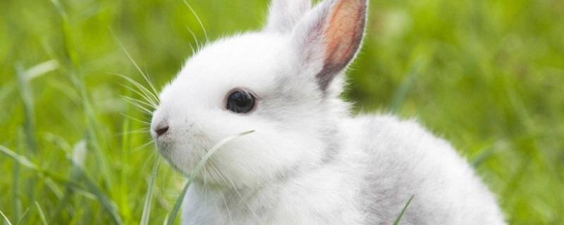 雅人韵士指的是什么生肖