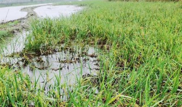 《蚂蚁庄园》水田淹水期不适用哪种氮肥？