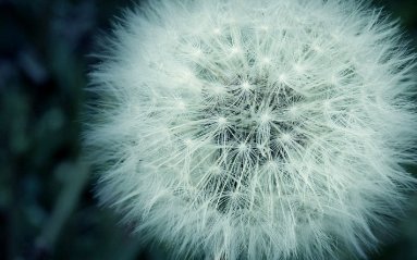 毛绒绒还是毛茸茸，请问是哪个？