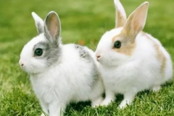 谈吐风雅什么生肖