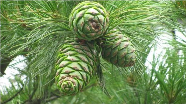 平安落地！“坐氢气球打松塔飘走”工人已找到，为何会飞走？