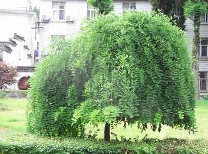 常青树有哪些品种？