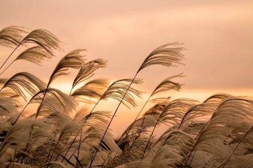 凉风有信是什么意思?