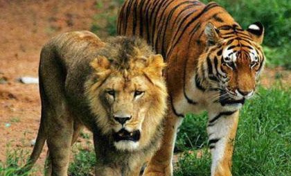老虎和狮子哪个是森林之王？