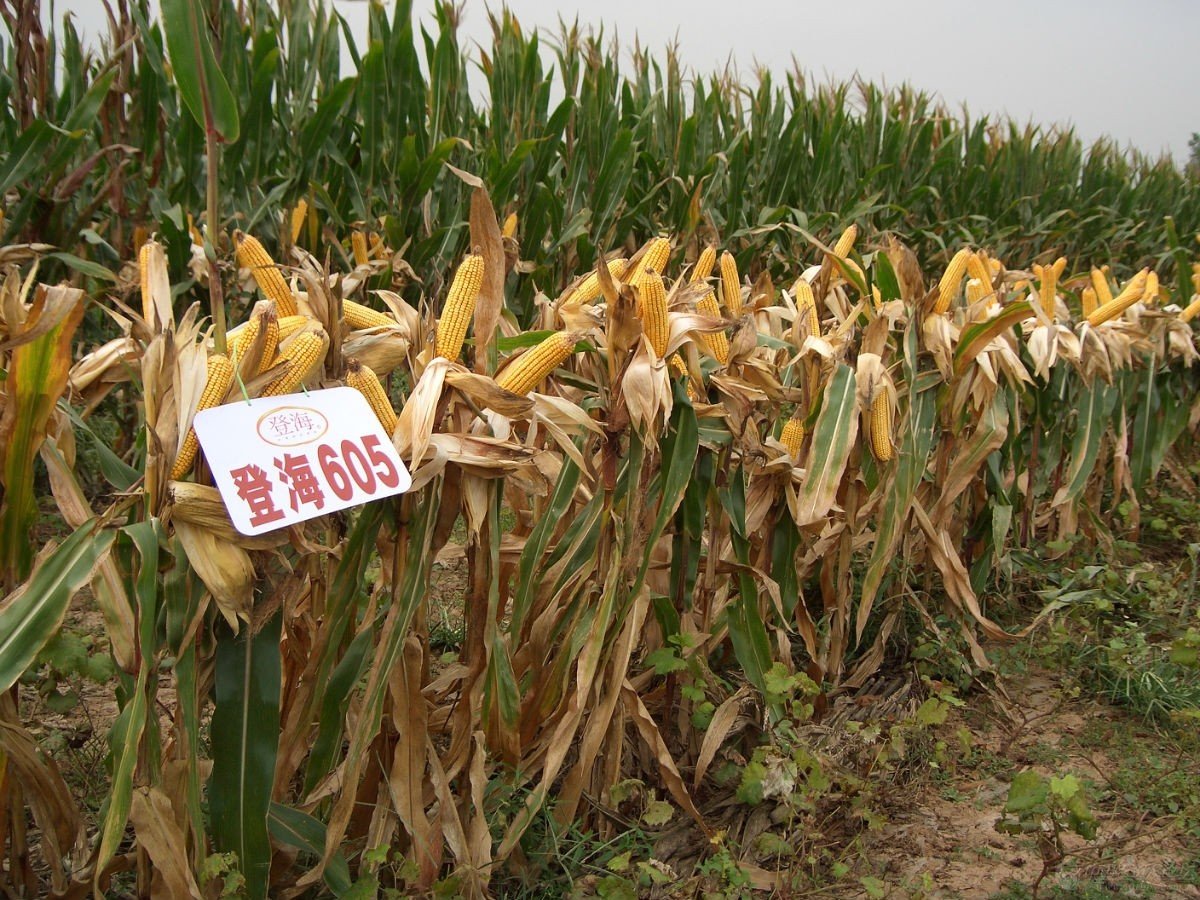 黄淮海排名第一的玉米品种