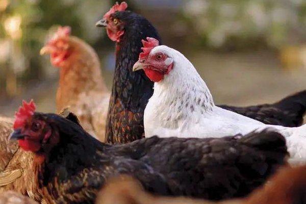 人与畜禽的关系2