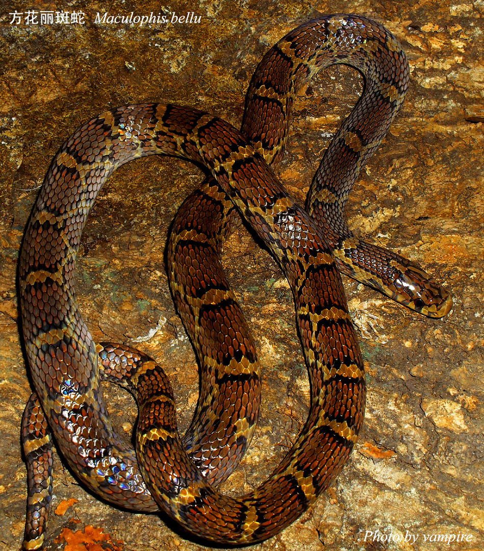 方花小头蛇的介绍