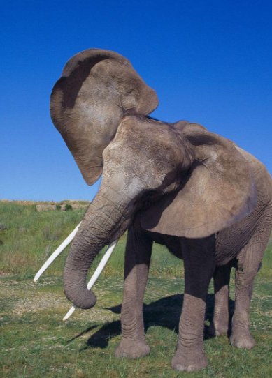 脑筋急转弯：大象的左耳朵像什么?