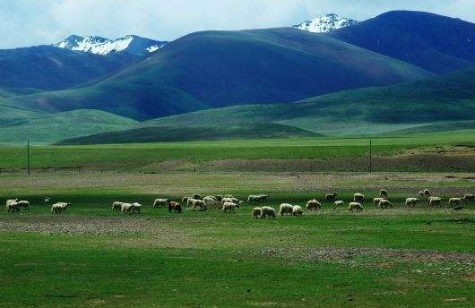 《敕勒歌》中“天苍苍，野茫茫，风吹草低见牛羊的意思是什么？这首诗描绘了一幅什么样的画面？赞美了什么