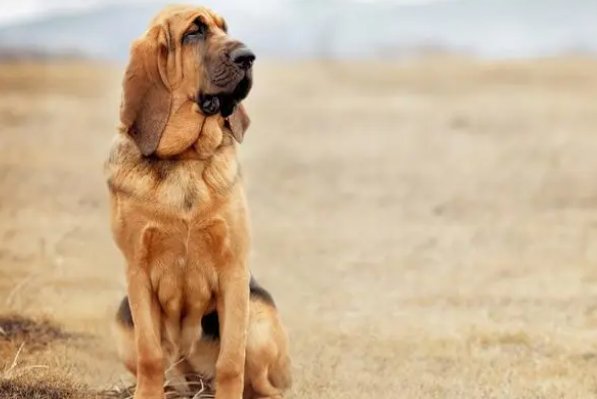 缺三短四猜生肖