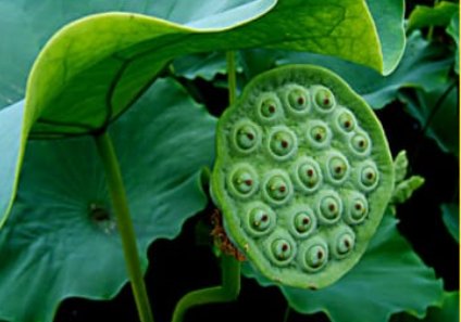 植物妈妈有办法仿写一段话