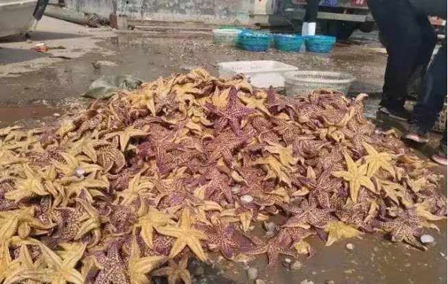 经济损失1亿元！青岛胶州湾已捕杀海星约45万斤，海星是外来生物侵入吗？