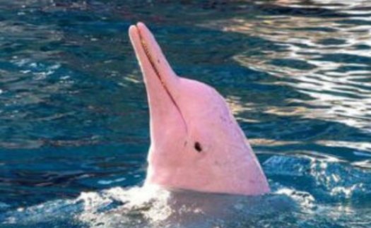 新加坡现粉色海豚，这是一种什么类别的海豚？