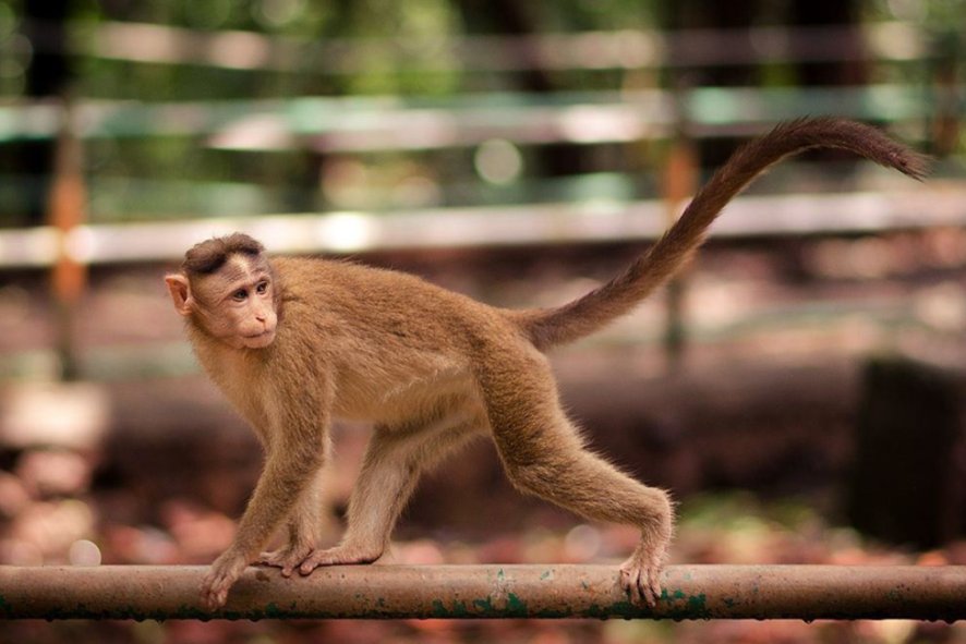 八难三灾,打一生肖